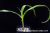 Crinum gigas オガサワラ・ハマユウ image_4