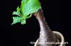 Cyphostemma betiforme キフォステンマ・ベティフォルメ image_1