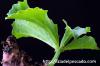 Cyphostemma betiforme キフォステンマ・ベティフォルメ image_3