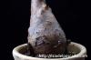 Cyphostemma betiforme キフォステンマ・ベティフォルメ image_4