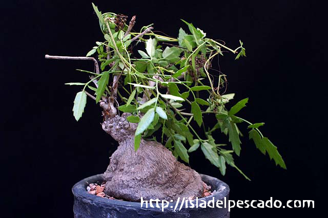 isla del pescado-多肉植物-塊根植物-Cyphostemma elephantopus