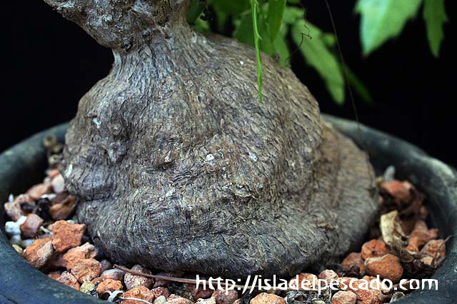 キフォステンマ　エレファントプス isla del pescado-多肉植物-塊根植物-Cyphostemma elephantopus