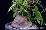 Cyphostemma elephantopus キフォステンマ・エレファントプス