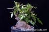 Cyphostemma elephantopus キフォステンマ・エレファントプス image_2