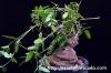 Cyphostemma elephantopus キフォステンマ・エレファントプス image_5