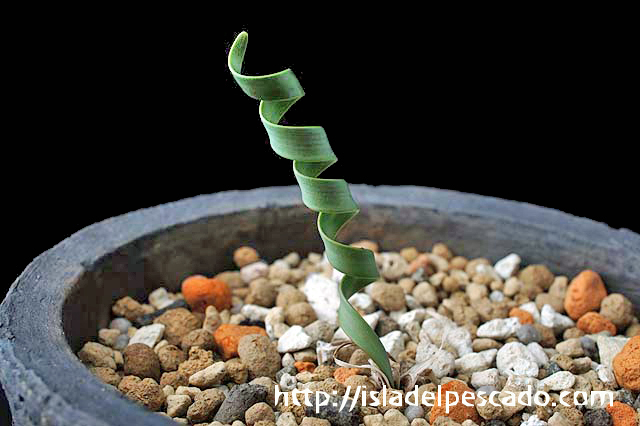 Cyrtanthus spiralis キルタンサス・スピラリス