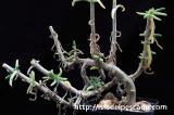Delosperma crassum デロスペルマ・クラッスム