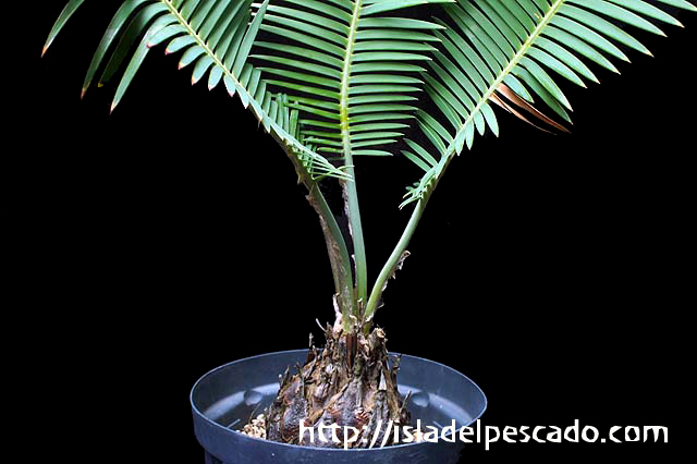 Dioon edule ディオーン・エデュレ