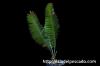 Dioon edule ディオーン・エデュレ image_2