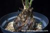 Dioon edule ディオーン・エデュレ image_3