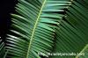 Dioon edule ディオーン・エデュレ image_4