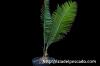 Dioon edule ディオーン・エデュレ image_5