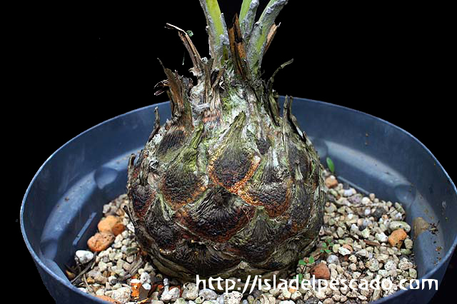 新品本物 isla del edule pescado-多肉植物-塊根植物-Dioon その他