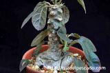 Dorstenia foetida f. Daruma ドルステニア・フォエチダ ‘ダルマタイプ’