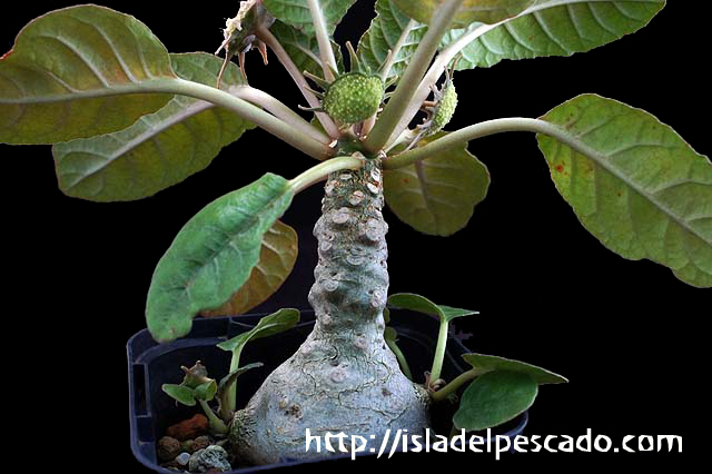 Dorstenia foetida f. Daruma ドルステニア・フォエチダ ‘ダルマタイプ’