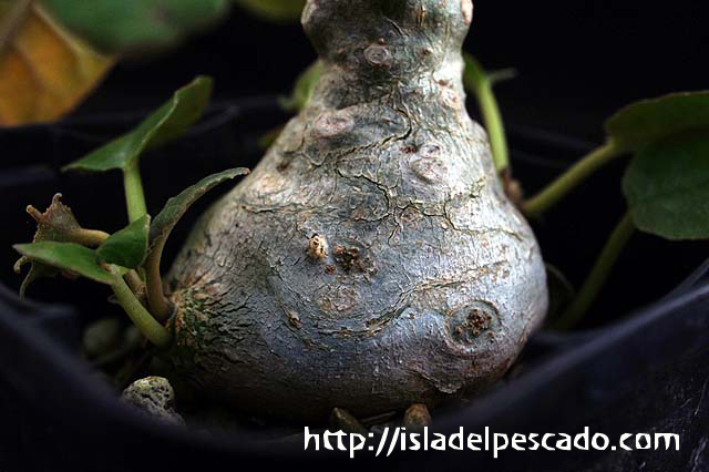 isla del pescado-多肉植物-塊根植物-Dorstenia foetida f. Daruma isla del pescado-多肉植物-塊根植物-Dorstenia foetida f. Daruma