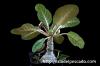 Dorstenia foetida f. Daruma ドルステニア・フォエチダ ‘ダルマタイプ’ image_2