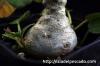 Dorstenia foetida f. Daruma ドルステニア・フォエチダ ‘ダルマタイプ’ image_3