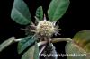 Dorstenia foetida f. Daruma ドルステニア・フォエチダ ‘ダルマタイプ’ image_4