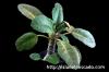 Dorstenia foetida f. Daruma ドルステニア・フォエチダ ‘ダルマタイプ’ image_5