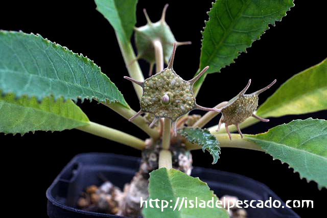 isla del pescado-多肉植物-塊根植物-Dorstenia foetida f. Daruma