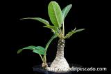 Dorstenia foetida f. Daruma ドルステニア・フォエチダ ‘ダルマタイプ’
