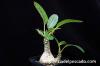 Dorstenia foetida f. Daruma ドルステニア・フォエチダ ‘ダルマタイプ’ image_2