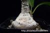 Dorstenia foetida f. Daruma ドルステニア・フォエチダ ‘ダルマタイプ’ image_3