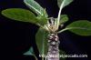 Dorstenia foetida f. Daruma ドルステニア・フォエチダ ‘ダルマタイプ’ image_4