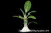 Dorstenia foetida f. Daruma ドルステニア・フォエチダ ‘ダルマタイプ’ image_5
