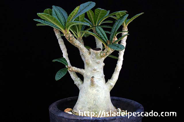 Dorstenia gigas ドルステニア・ギガス