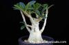 Dorstenia gigas ドルステニア・ギガス image_1