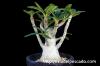 Dorstenia gigas ドルステニア・ギガス image_2