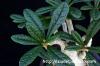 Dorstenia gigas ドルステニア・ギガス image_3