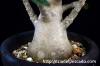 Dorstenia gigas ドルステニア・ギガス image_4