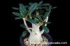 Dorstenia gigas ドルステニア・ギガス image_5