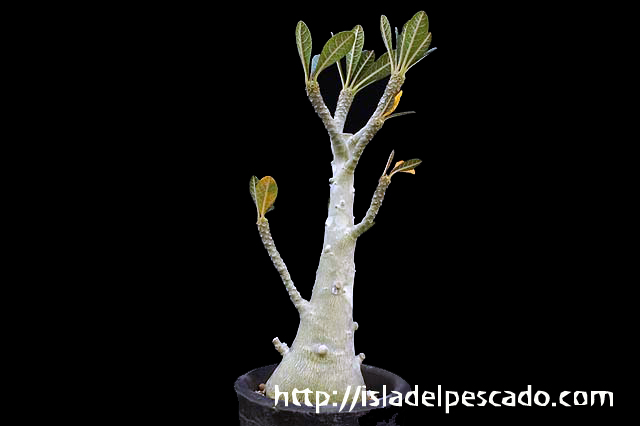 isla del pescado-多肉植物-塊根植物-Dorstenia gigas