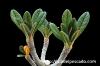 Dorstenia gigas ドルステニア・ギガス image_3