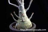 Dorstenia gigas ドルステニア・ギガス