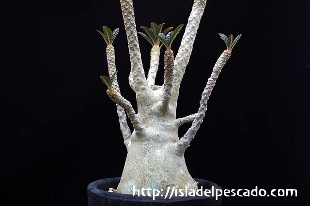 Dorstenia gigas ドルステニア・ギガス