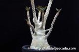 Dorstenia gigas ドルステニア・ギガス
