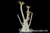 Dorstenia gigas ドルステニア・ギガス image_2