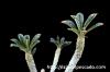 Dorstenia gigas ドルステニア・ギガス image_3