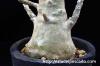 Dorstenia gigas ドルステニア・ギガス image_4