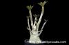 Dorstenia gigas ドルステニア・ギガス image_5