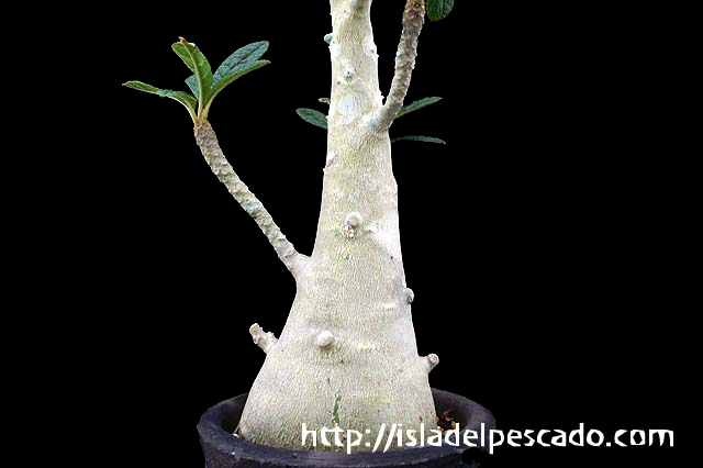 Dorstenia gigas ドルステニア・ギガス