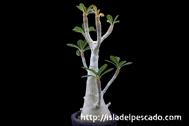 isla del pescado-多肉植物-塊根植物-Dorstenia gigas