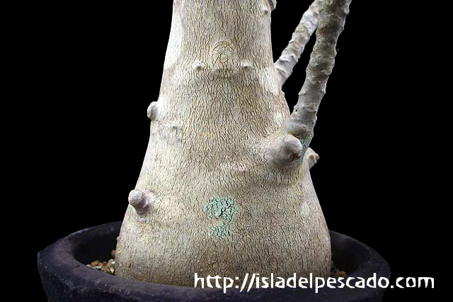 isla del pescado-多肉植物-塊根植物-Dorstenia gigas