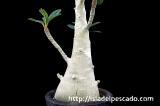 Dorstenia gigas ドルステニア・ギガス