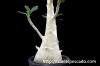 Dorstenia gigas ドルステニア・ギガス image_1